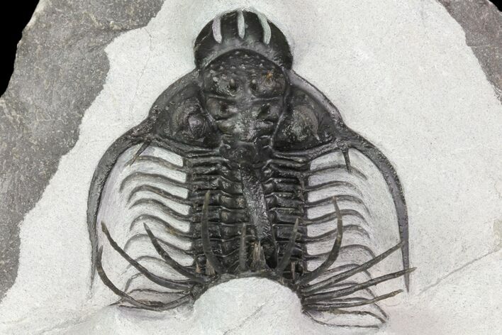 Alien Looking Spiny Quadrops Trilobite - #86529